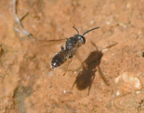 Lasioglossum sp.